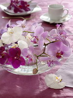 Orchideen in Glasschale als Tischdeko