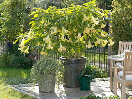 Gelbe Datura syn. Brugmansia aurea (Engelstrompete) auf der Terrasse