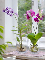 Orchideen in Glasvasen an der Fensterbank