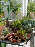 Mixed succulent plants in terracotta artifacts on wooden table