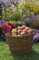 Large wicker basket with apples and flowers