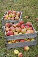 Wine boxes filled with apples on the lawn