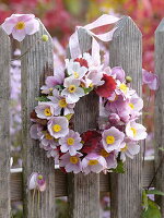 Small hanging wreath of Anemone hupehensis 'September Charm'