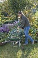 Young woman harvesting leeks in green wheelbarrow