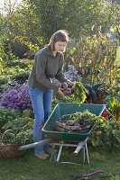 Young woman harvesting beets