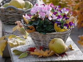 Korb mit Cyclamen (Alpenveilchen), Viola cornuta Callisto (Hornveilchen)