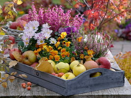 Autumn arrangement on wooden tray viola cornuta