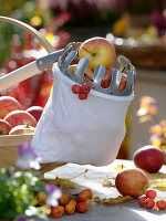 Girl harvesting apples