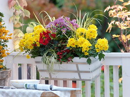 Herbstkasten mit Chrysanthemum (Herbstchrysanthemen), Cyclamen