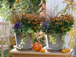 Light gray pots planted the same, chrysanthemum