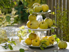 Apple quince on a homemade etagere made of glasses