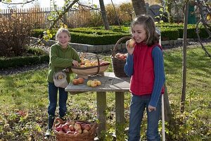 Girl picking apples