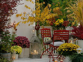 Yellow-red autumn balcony with Kurile cherry, ornamental cherry