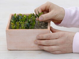 Buxus (Buchsstecklinge, Buchs), Triebspitzen in sandige Erde stecken