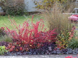 Herbstbeet mit leuchtend roter Berberis thunbergii 'Atropurpurea' (Berberitze)