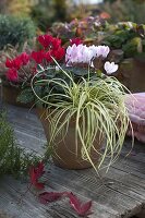 Terracotta-Topf mit Cyclamen (Alpenveilchen) und Carex 'Evergold'