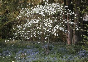 Cornus nuttallii (Nuttalls Blüten-Hartriegel) unterpflanzt mit Brunnera macrophylla (Kaukasus-Vergißmeinnicht)