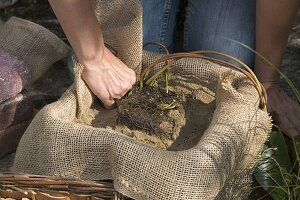 Plant Nymphaea (water lilies) in water plant basket (8/11)