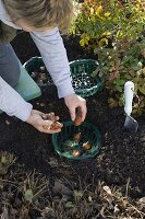 Tulipa (Tulpenzwiebeln) zum Schutz vor Wühlmäusen in Zwiebel-Pflanzkörbe