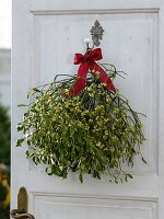 Viscum album (mistletoe) with red ribbon hung on the door