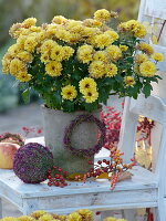 Chrysanthemum (autumn chrysanthemum) in a grey cement pot