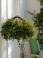 Self-made wicker basket as a hanging basket