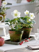 Helleborus niger 'Christmas Star Princess' (Christmas roses) in clay pots