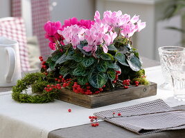 Cyclamen Persicum 'Miracle Purple' Pink and 'Salina' Light Pink Flamed