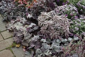 Heuchera (Purpurglöckchen), Euphorbia (Wolfsmilch) mit Rauhreif