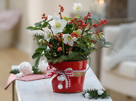 Helleborus niger (Christmas rose) in red tin bucket, branches of Abies