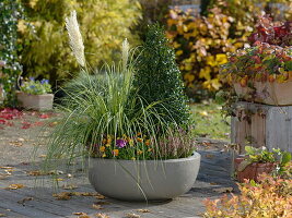 Autumnal bowl planted with pampas grass and box (2/2)