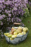 Drahtkorb mit frisch gepflückten Birnen (Pyrus)