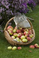 Basket with apples (malus), fruit picker