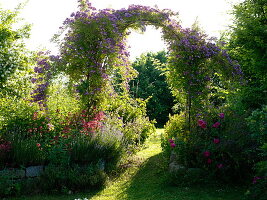Path through rose arch with rose 'Violet Blue'