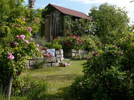 Garden with historical scented roses, drywall and shed