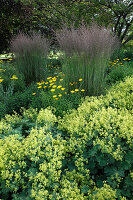 Calamagrostis brachytricha (Reitgras) mit Alchemilla (Frauenmantel) und Buphtalmum salicifolium (Ochsenauge)