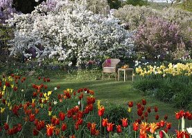 Frühlingsgarten mit Tulipa (Tulpen) und Malus floribunda (Zier-Apfel)