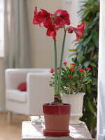 Planting red amaryllis (5/5)