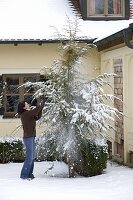 Frau schüttelt Schnee mit Besen von Tsuga canadensis (Hemlocktanne)