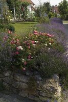 Garden bordered with a hedge of Lavandula (lavender) and Rosa