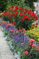 Rabatte mit Rosen und Sommerblumen - Rosa 'Rebell' (Edelrosen) - auf Stamm, unterpflanzt mit Salvia farinacea (Mehlsalbei), Beeteinfassung mit Cineraria maritima (Silberblatt), im Hintergrund Ringelblumenwiese