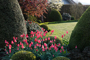 Tulipa 'Mariette'(Tulpen), Buxus (Buchs) Kugeln und Kegel, blühende Laubgehölze