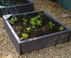 RAISED BED Made From SCAFFOLDING BOARDS AND PLANTED with SPINACH AND BEETROOT SURROUNDED by Crushed SHELL Mulch