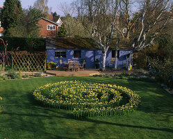Narzissenlabyrinth im Gras mit Narcissus 'Yellow Cheerfulness'