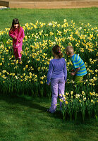 Kinder spielen im Narzissenlabyrinth im Gras mit Narzissen 'Yellow Cheerfulness'