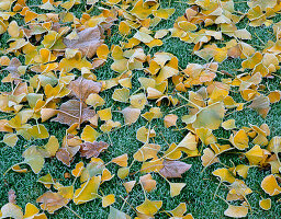 Vereiste Blätter von Ginkgo biloba auf dem Rasen