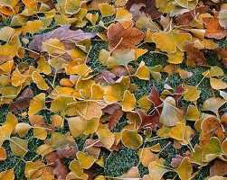 Ergraute Blätter von Ginkgo biloba auf dem Rasen