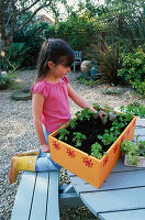 Nancy PLANTING LETTUCE INTO THE VEGETABLE BOX. Clare MATTHEWS PROJECT