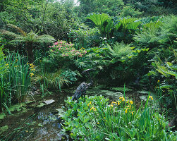 Teich im Waldgebiet mit einem Reiher, umgeben von Dicksonia antarctica, Gunnera, Cyperus und Iris