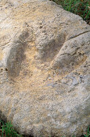 Dinosaurier-Fußabdrücke: Zementform des Fußabdrucks
